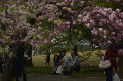 桜の下で　新宿御苑