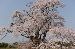 塩の崎の大桜