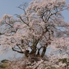 塩の崎の大桜