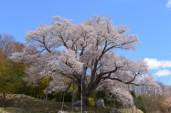 越代の桜