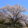 越代の桜