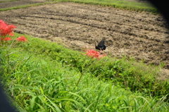 花と蝶