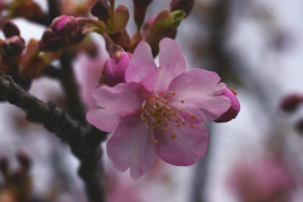 河津桜inいわき