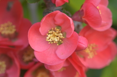 木瓜