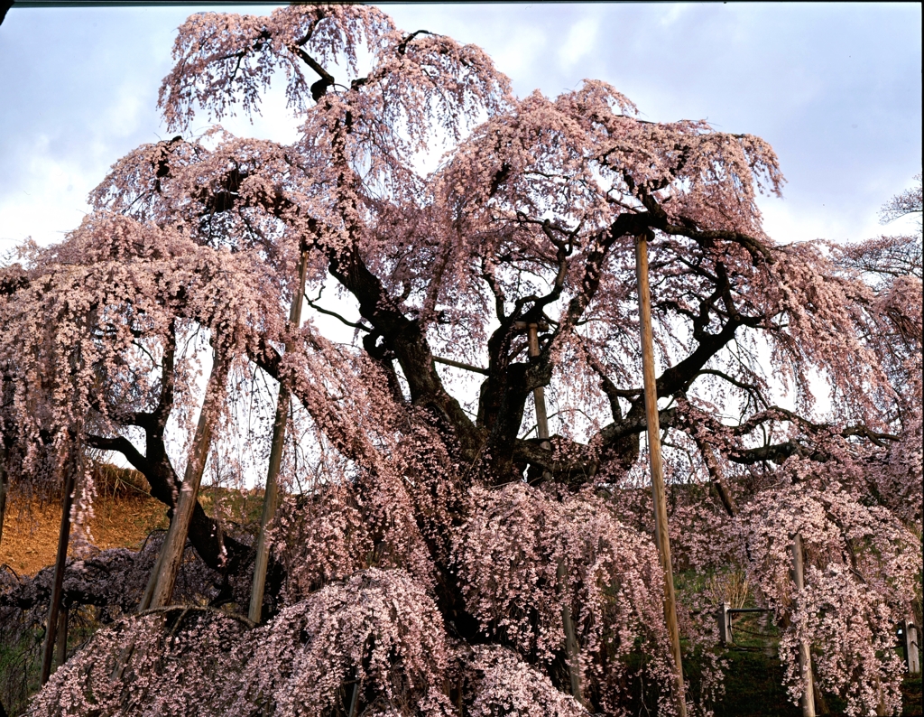 滝桜