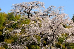 雪村庵の桜