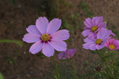 025 ＣＯＳＭＯＳ