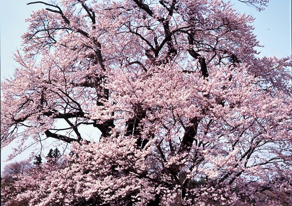 4x5塩の崎の大桜