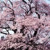 4x5塩の崎の大桜