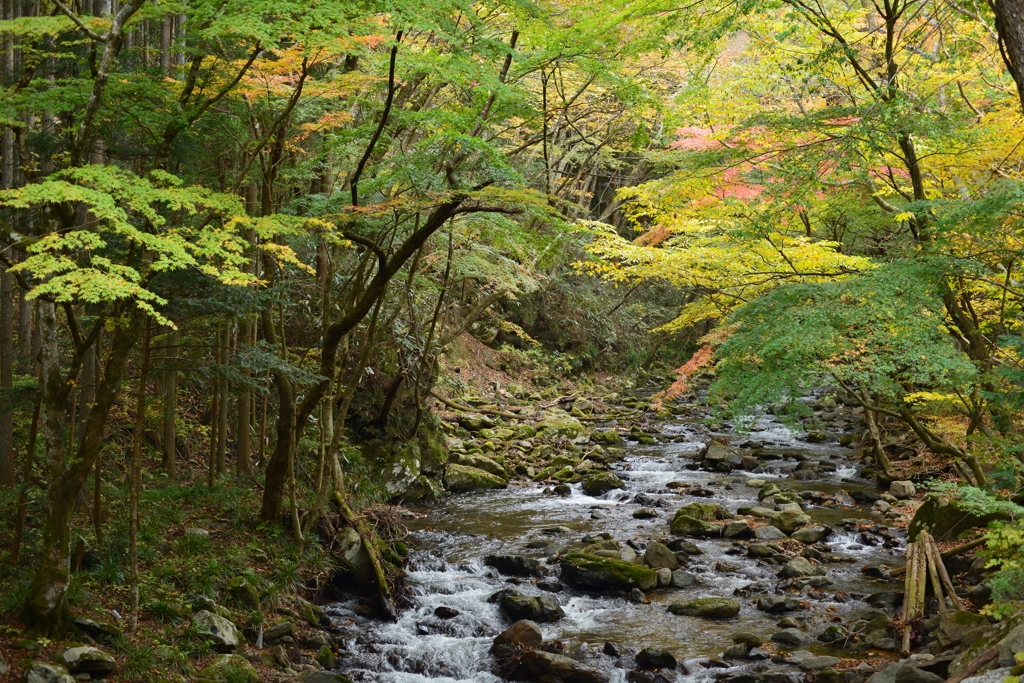 紅葉始まる