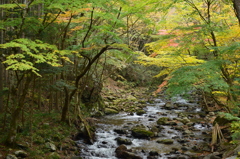 紅葉始まる