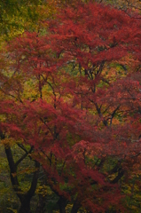 紅葉