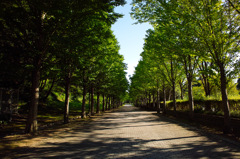 日本へそ公園の並木通り