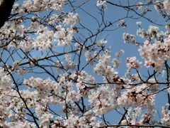 桜どアップ