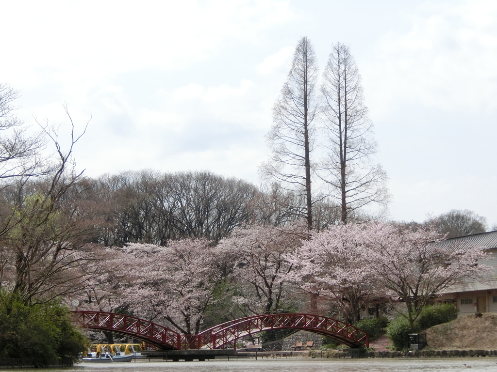 桜と橋