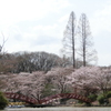 桜と橋