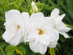 P6170431