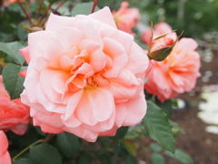 P6170338