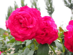 P6170271