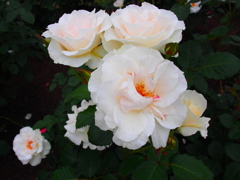 P6170274