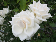 P6170315