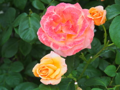 P6170319