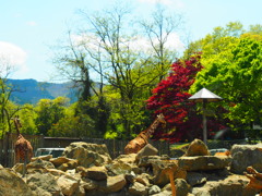P4272306