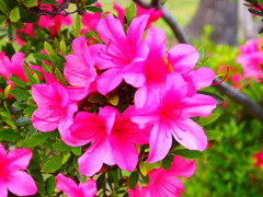 P6030258