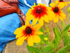 P7291047
