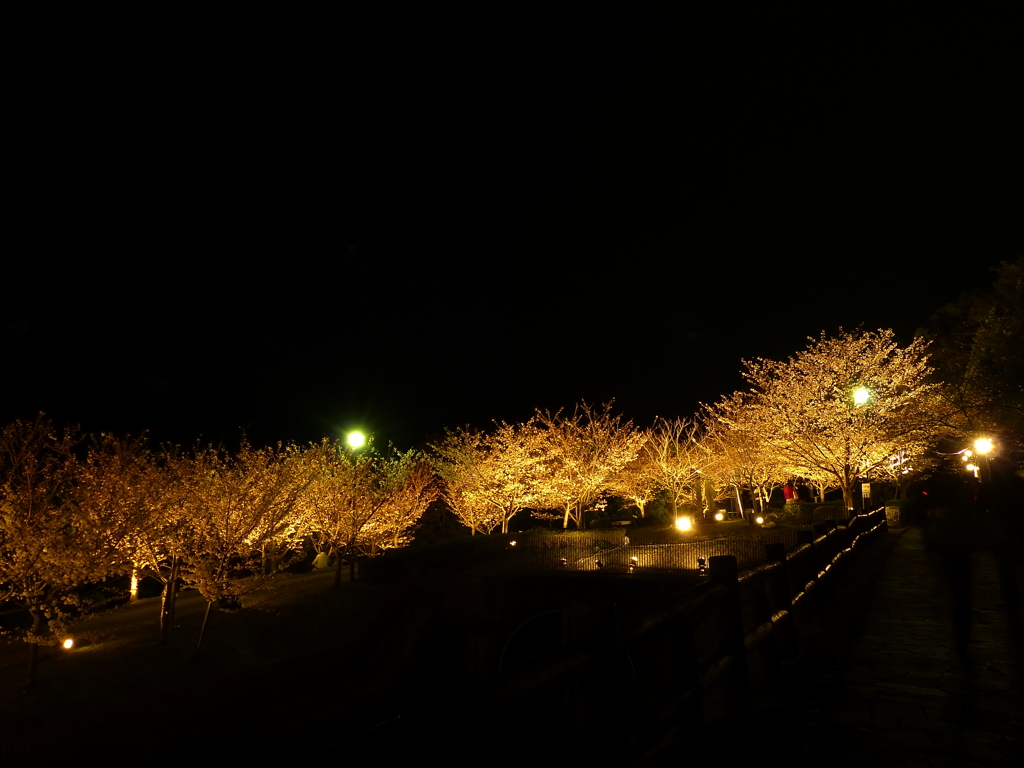 夜桜風景