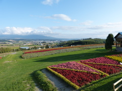 上富良野風景20