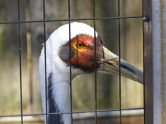 王子動物園_03