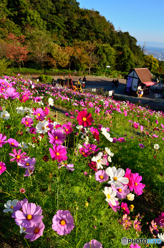 花_046