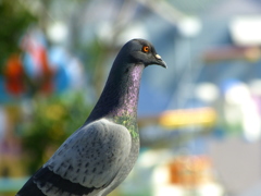 鳩