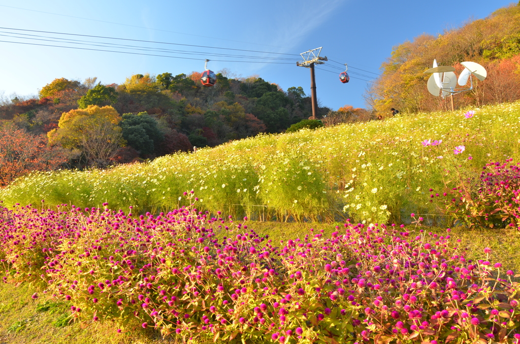 花壇とロープウェイ