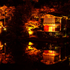 相楽園菊花展（夜間ライトアップ）_24