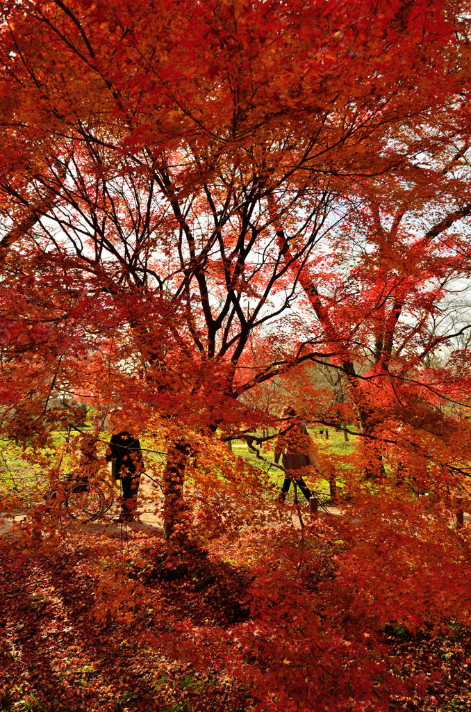 紅葉散策