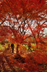 紅葉散策