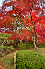 離宮公園の紅葉