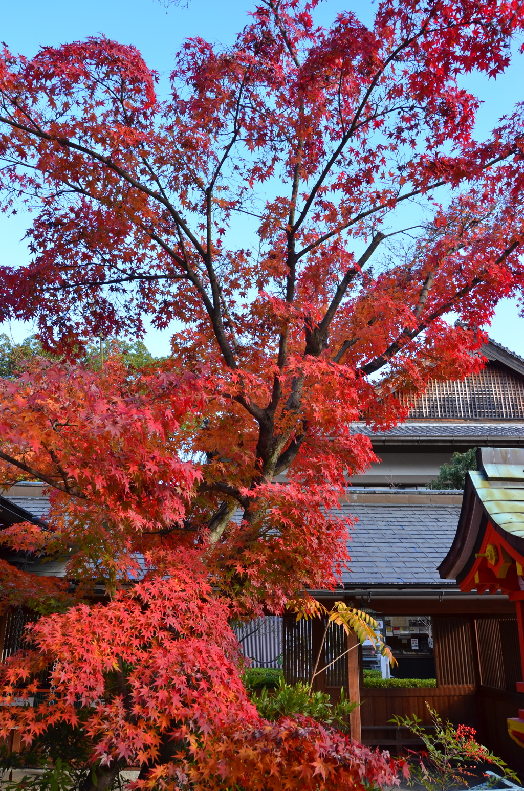 神社の秋