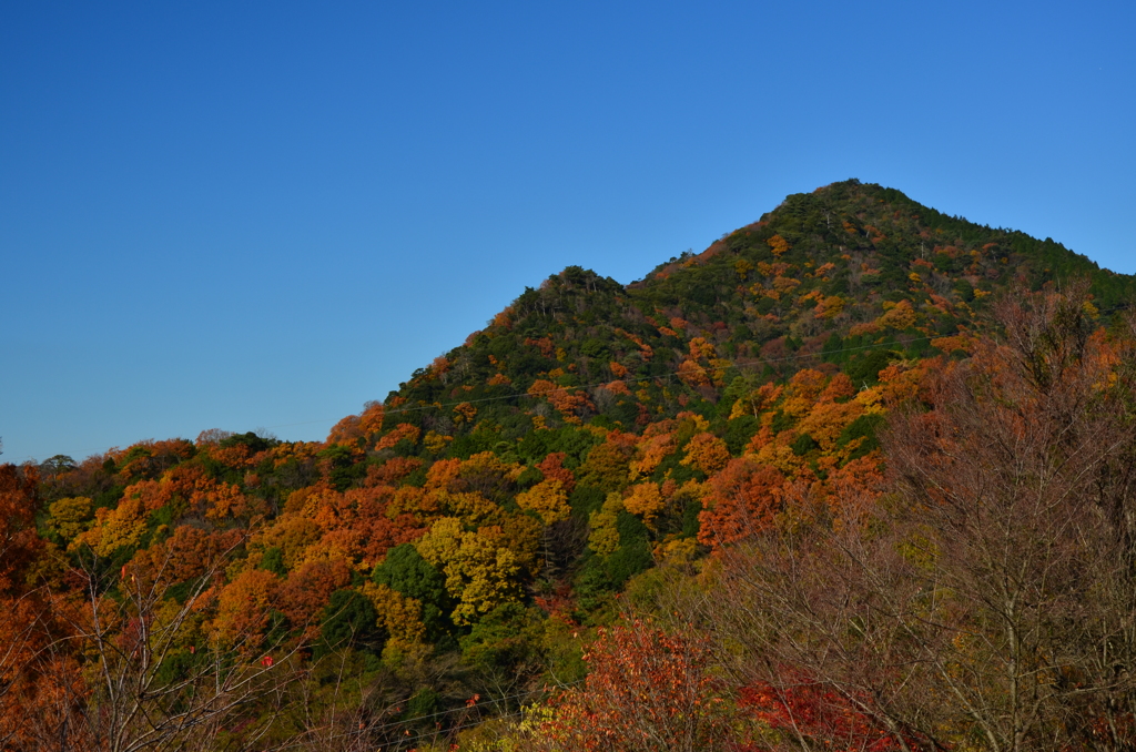 彩る山