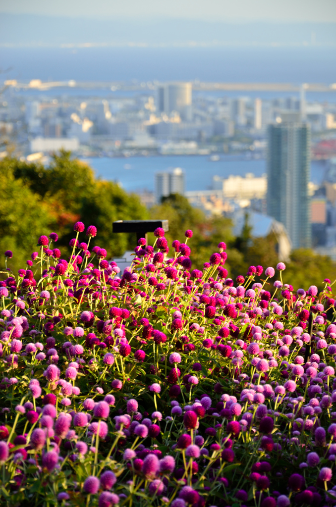 風の丘風景
