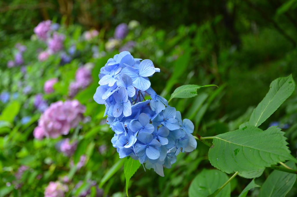 花_03