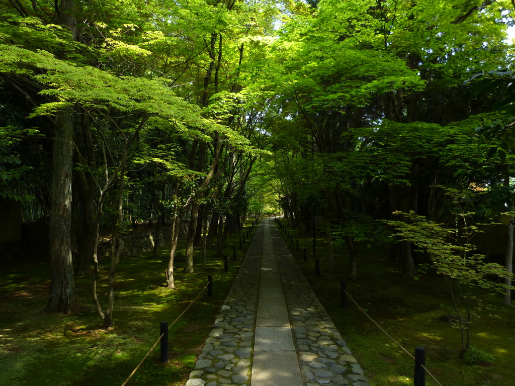 新緑を歩く