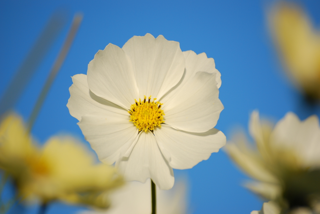 花_108