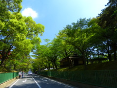 新緑と青空