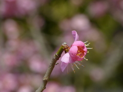 梅の花_03