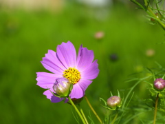 つぼみと開花