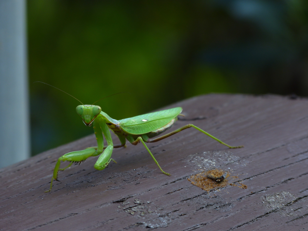 カマキリ_01