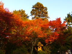 夕暮れの紅葉風景